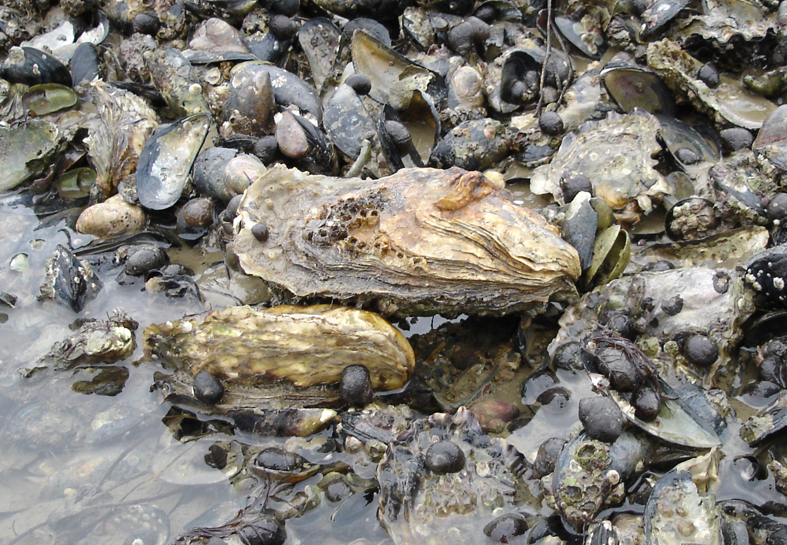 Olympia oysters