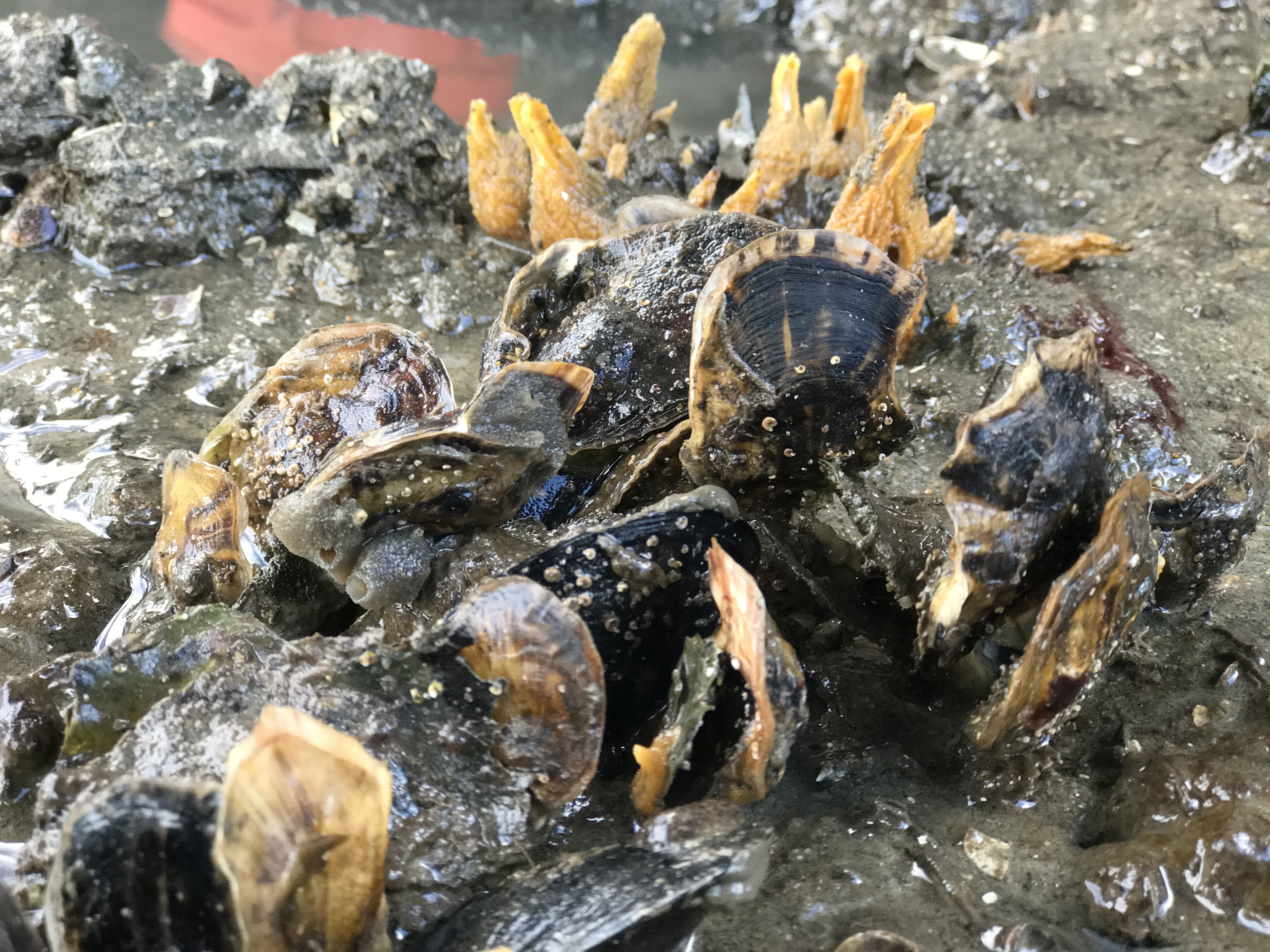 Olympia oysters