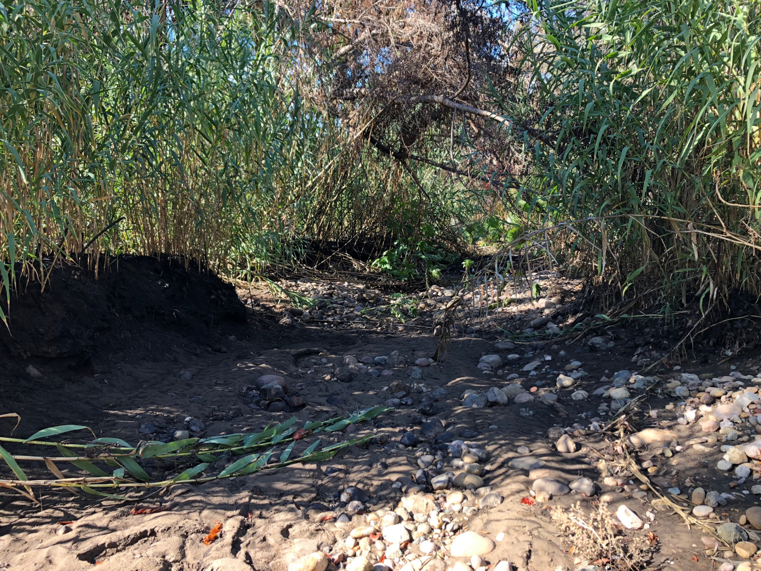 Arundo donax July-November 2018