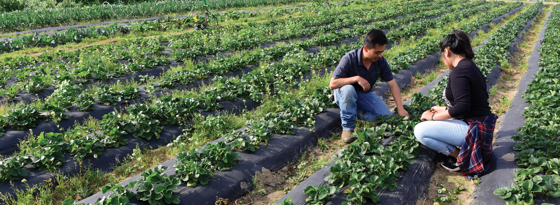 Agriculture & Water